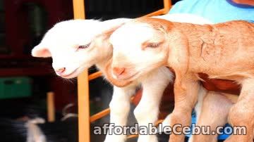 1st picture of Earn 1 Crore/Year from Sheep & Goat farming - ffreedom app For Sale in Cebu, Philippines