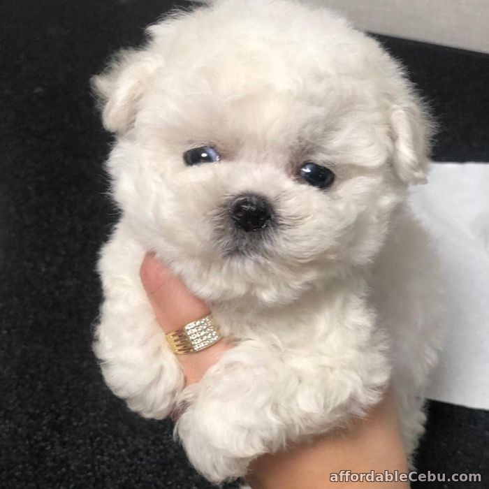 1st picture of Bichon Frise Puppies For Sale For Sale in Cebu, Philippines