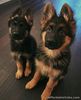 German Shepherd Puppies for sale