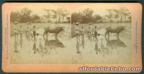 1st picture of 1900 Philippines PLOWING THE RICE FIELDS IN LUZON Stereoview Card For Sale in Cebu, Philippines