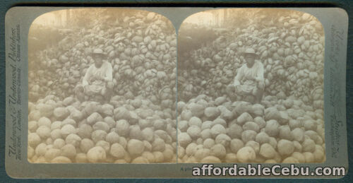 1st picture of 1901 Philippines PILE OF COCOANUTS AND HUSKS Stereoview Card For Sale in Cebu, Philippines