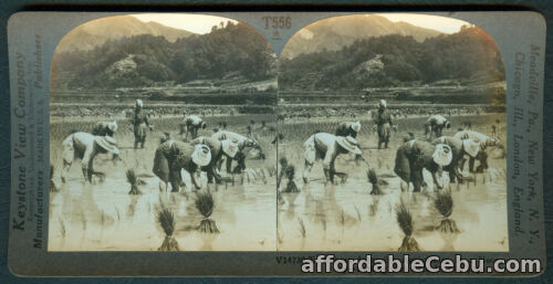 1st picture of Philippines SETTING OUT RICE PLANTS, JAPAN Stereoview Card For Sale in Cebu, Philippines