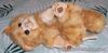 Steiff Minka Ginger Tabby Cat laying Down Toy EAN 074578 Cosy Friends