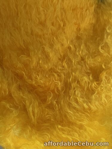 1st picture of Schulte mohair 40mm long pile. Curly locks  Yellow Batik  Hand Dyed Fat 1/4 For Sale in Cebu, Philippines