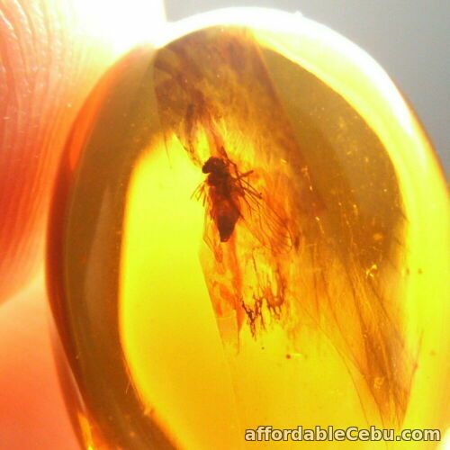 1st picture of 3.25 Carats Burmite AMBER with Insect Fossil Inclusion Cabochon 16.5x112.0x5.5mm For Sale in Cebu, Philippines