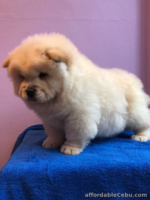 1st picture of Chow Chow Puppies for sale in Philippines For Sale in Cebu, Philippines
