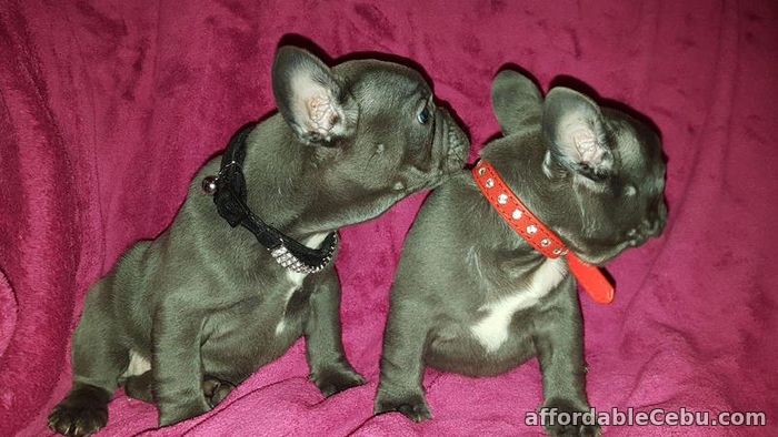 1st picture of Blue French Bulldogs Puppies for sale in Philippines For Sale in Cebu, Philippines