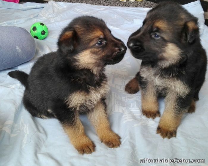1st picture of German Shepherd Puppies for sale in Philippines For Sale in Cebu, Philippines