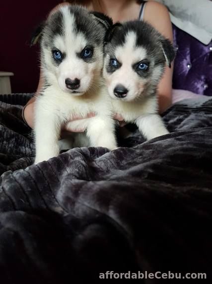 1st picture of Siberian Husky puppies for sale in the Philippines For Sale in Cebu, Philippines
