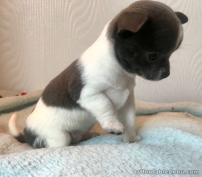 1st picture of Chihuahua Puppies for sale in Philippines For Sale in Cebu, Philippines