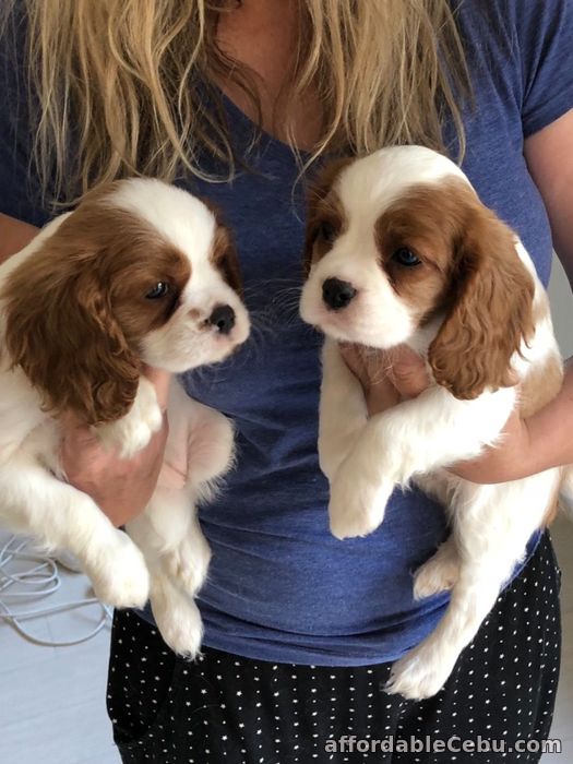 1st picture of Cavalier King Charles Spaniel Puppies for sale in Philippines For Sale in Cebu, Philippines
