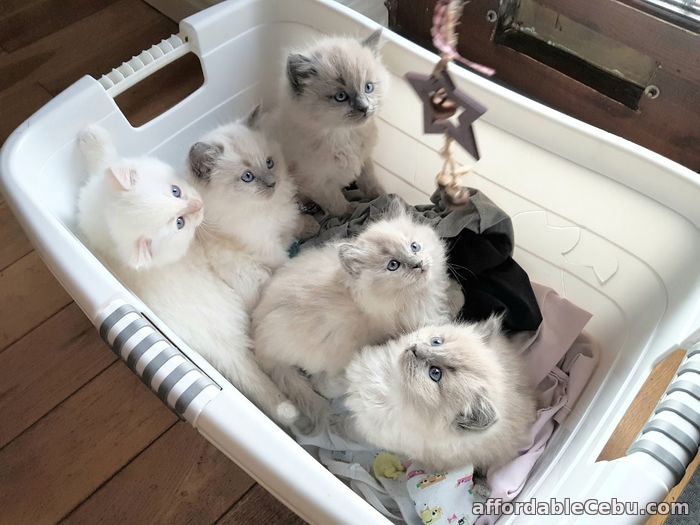 1st picture of Ragdoll Kittens for sale in Philippines For Sale in Cebu, Philippines