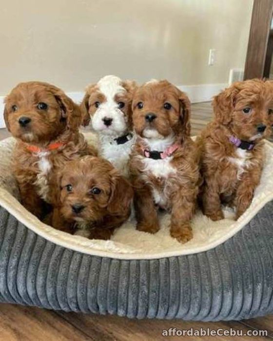 1st picture of Golden Doodle Puppies for sale in Philippines For Sale in Cebu, Philippines