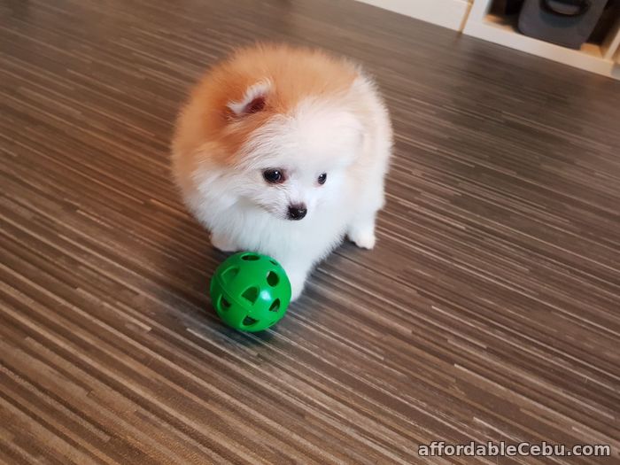 2nd picture of Pomeranian Puppies for sale in Philippines For Sale in Cebu, Philippines