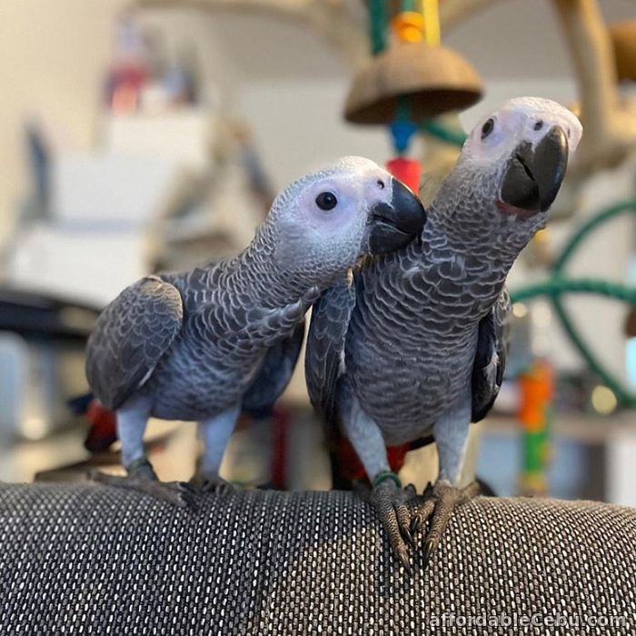 1st picture of African Grey Parrots for sale in Philippines For Sale in Cebu, Philippines