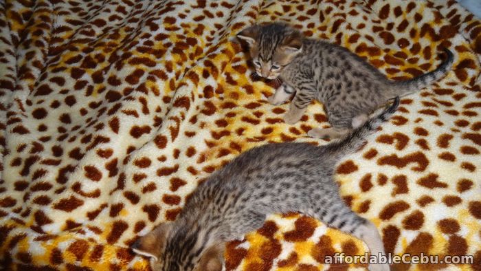 1st picture of Savannahs kittens for sale in Philippines For Sale in Cebu, Philippines