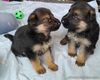German Shepherd Puppies for sale in Philippines