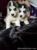Siberian Husky puppies for sale in the Philippines