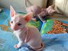 Sphynx Kittens for sale in Philippines