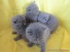 British short-hair kittens for sale in Philippines