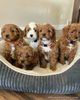 Golden Doodle Puppies for sale in Philippines