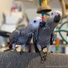 African Grey Parrots for sale in Philippines