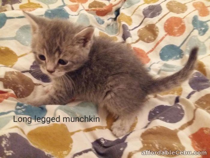 1st picture of Munchkin! Long Legged kittens for sale in Philippines For Sale in Cebu, Philippines