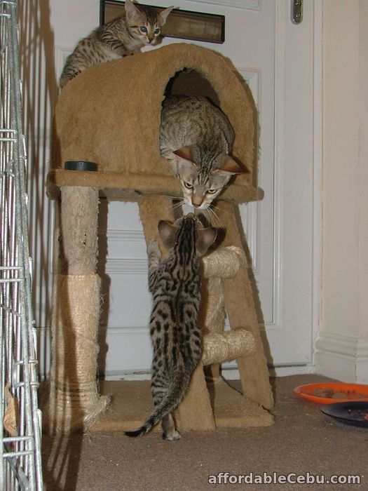 1st picture of Savannah kittens for sale in Philippines For Sale in Cebu, Philippines