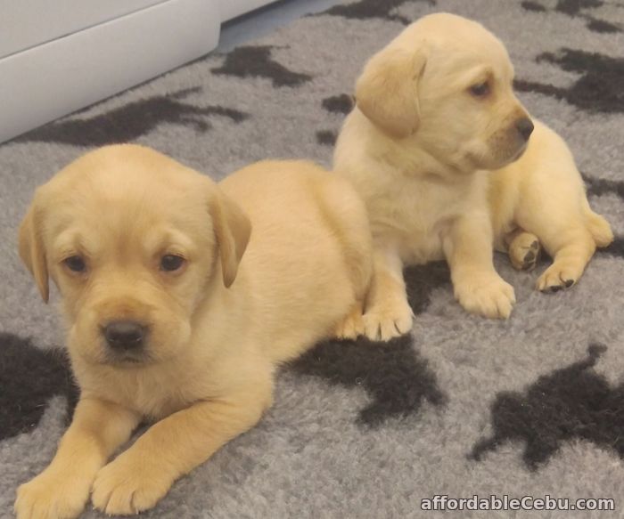 1st picture of Labrador Puppies for sale in Philippines For Sale in Cebu, Philippines