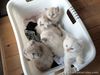 Ragdoll Kittens for sale in Philippines