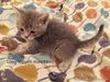 Munchkin! Long Legged kittens for sale in Philippines