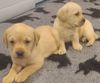 Labrador Puppies for sale in Philippines