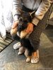 German Shepherd Puppies for sale in Philippines