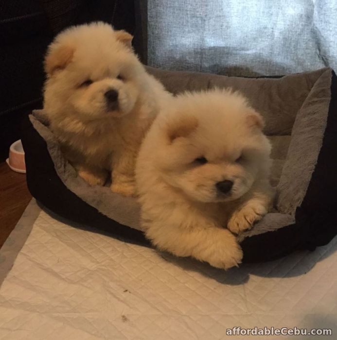1st picture of Chow Chow Puppies for sale in Philippines For Sale in Cebu, Philippines