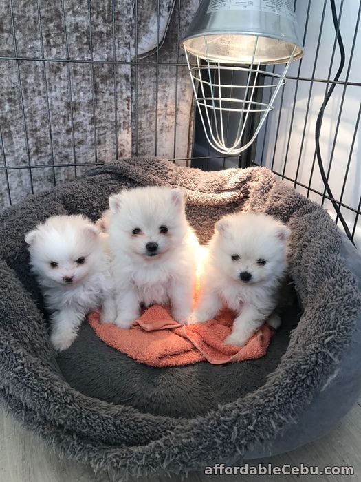 1st picture of Pomeranian Puppies for sale in Philippines For Sale in Cebu, Philippines