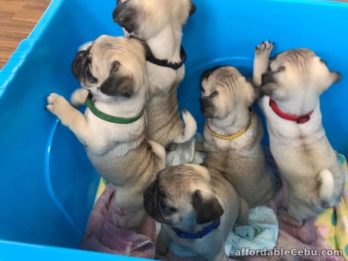 1st picture of Pug puppies for sale in Philippines For Sale in Cebu, Philippines