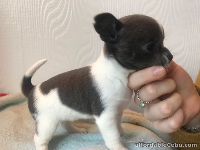 1st picture of Chihuahua Puppies for sale in Philippines For Sale in Cebu, Philippines