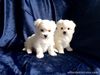 Maltese puppies for sale in Philippines