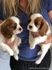 Cavalier King Charles Spaniel Puppies for sale in Philippines