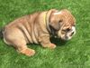 English bulldog puppies for sale in Philippines