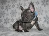 Blue French Bulldogs Puppies for sale in Philippines