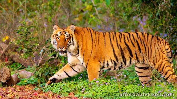 1st picture of Nainital Corbett Tour Package For Sale in Cebu, Philippines