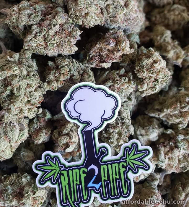 1st picture of Cheap marijuana dispensaries near me delivery For Sale in Cebu, Philippines