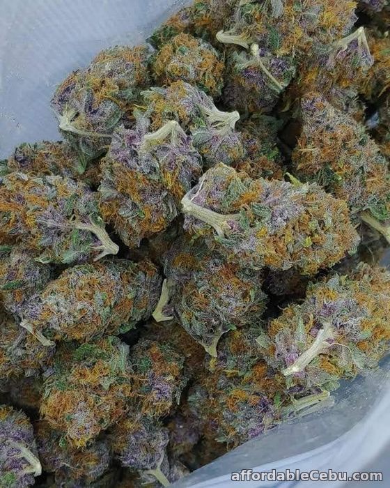 1st picture of Trusted mail order marijuana (WhatsApp at): +1(786)949-1469 For Sale in Cebu, Philippines