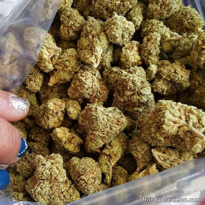 1st picture of Cheap 420 mail order USA (Text or call):+1(707)742-3597 For Sale in Cebu, Philippines
