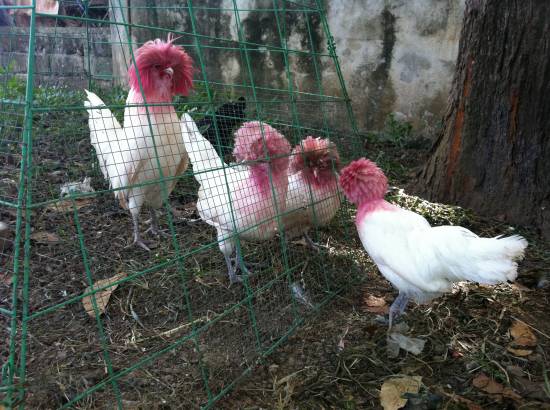 1st picture of POLISH, AYAM SERAMA BANTAM For Sale in Cebu, Philippines