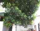 5th picture of house and lot in mactan lapu lapu For Sale in Cebu, Philippines