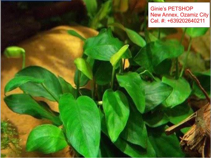 3rd picture of AQUATIC PLANTS / AQUARIUM PLANTS For Sale in Cebu, Philippines