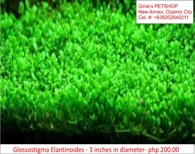 4th picture of AQUATIC PLANTS / AQUARIUM PLANTS For Sale in Cebu, Philippines