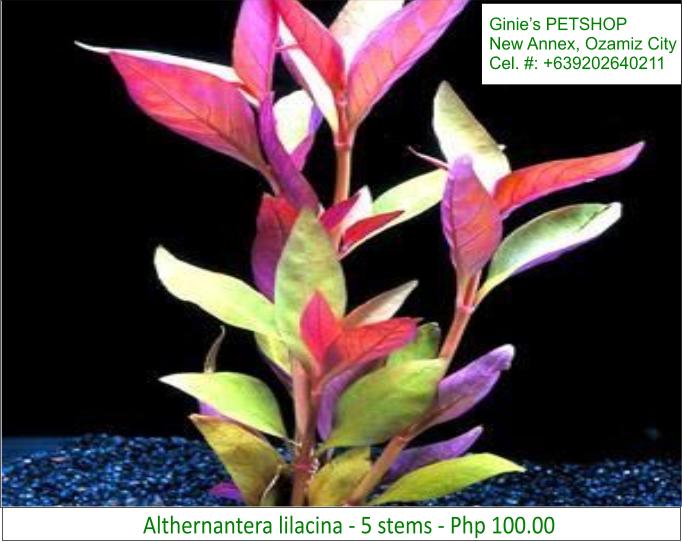 2nd picture of AQUATIC PLANTS / AQUARIUM PLANTS For Sale in Cebu, Philippines